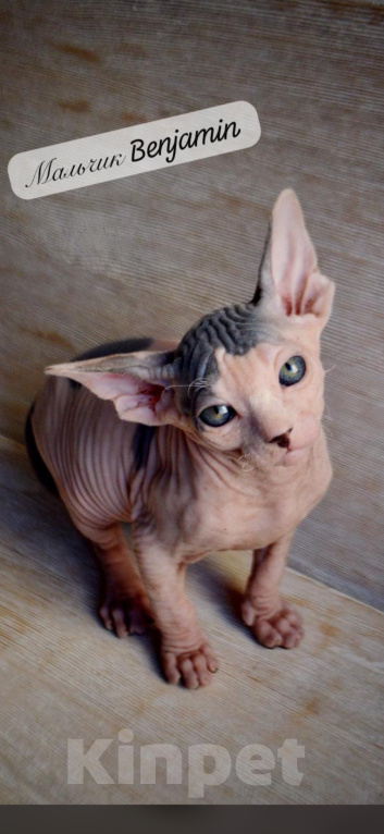 Кошки в Краснодаре: Котёнок Сфинкс Эльф мальчик Мальчик, Бесплатно - фото 1