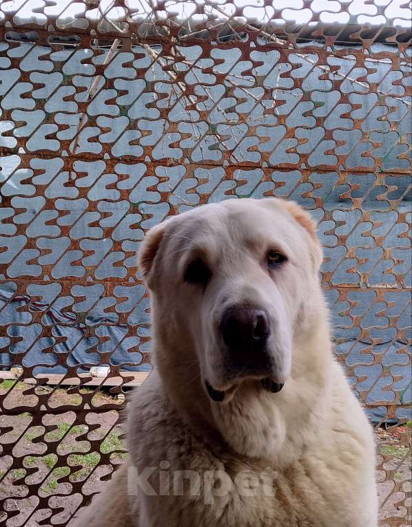 Собаки в других городах Краснодарского края: Алабай (САО) Мальчик, Бесплатно - фото 7