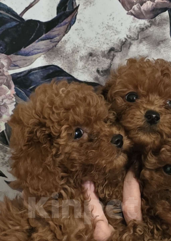 Собаки в Сочи: Той пудельки Мальчик, 80 000 руб. - фото 2