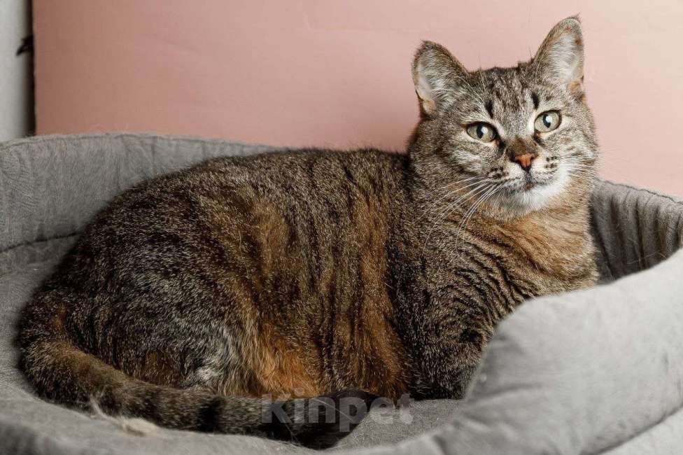 Кошки в Ивантеевке: Кошка ищет дом Девочка, Бесплатно - фото 2