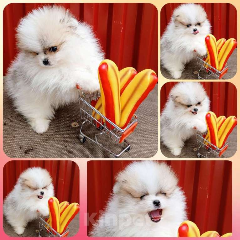 Собаки в Перми: Щенки Шпица мини мишки Мальчик, 30 000 руб. - фото 3