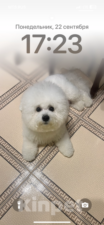 Собаки в Иркутске: Готовы переехать в новый дом, милые щенки породы Бишон фризе. 5 Родились 25.08.25. Девочка, 45 000 руб. - фото 7