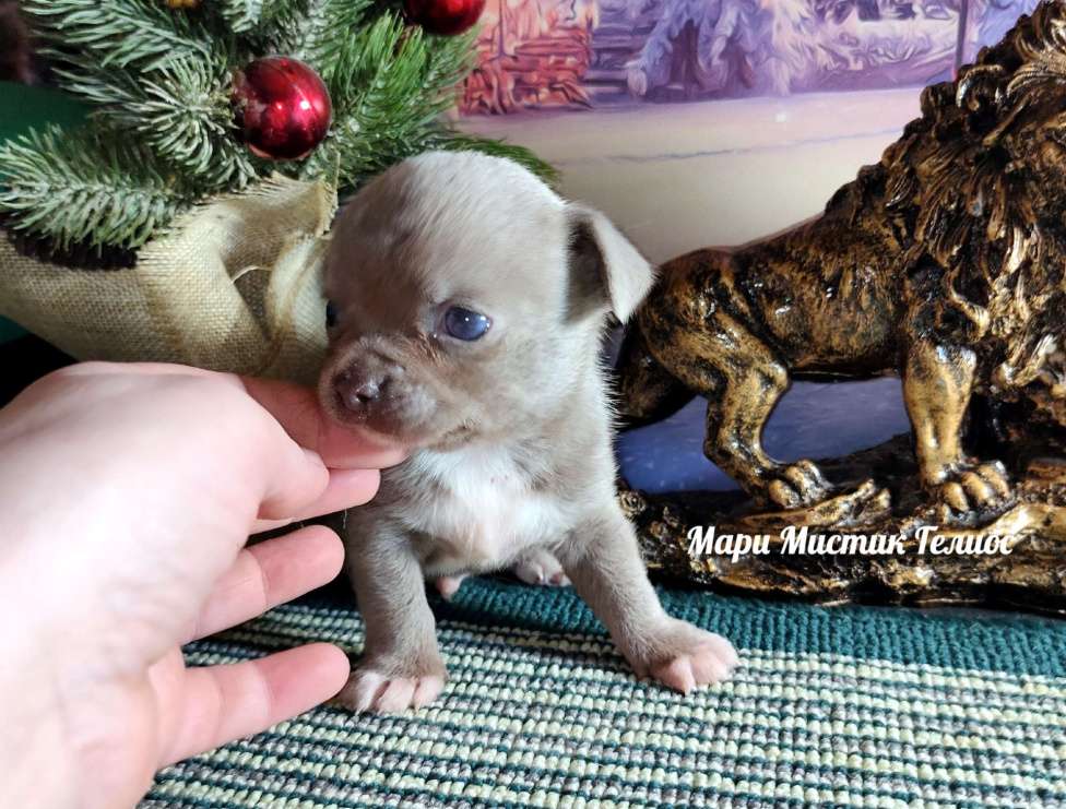 Собаки в Санкт-Петербурге: Чихуахуа лилового окраса Гелиос Мальчик, 70 000 руб. - фото 3