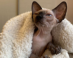 Кошки в Москве: Котёнок канадского сфинкса  Девочка, 35 000 руб. - фото 2