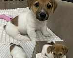Собаки в Кинели: Щенки Джек Рассел терьер Разнополые, Бесплатно - фото 3