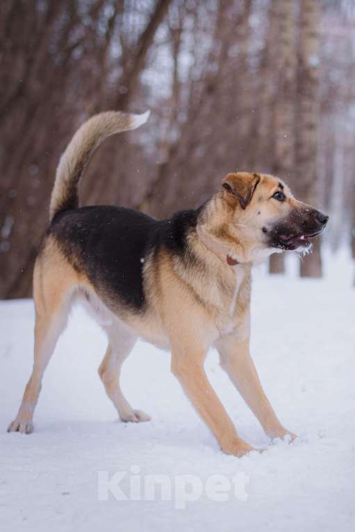 Собаки в Москве: Тотошка Мальчик, Бесплатно - фото 7