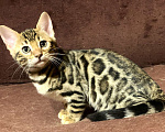 Кошки в Санкт-Петербурге: Бенгальские котята клубные Девочка, 27 000 руб. - фото 6