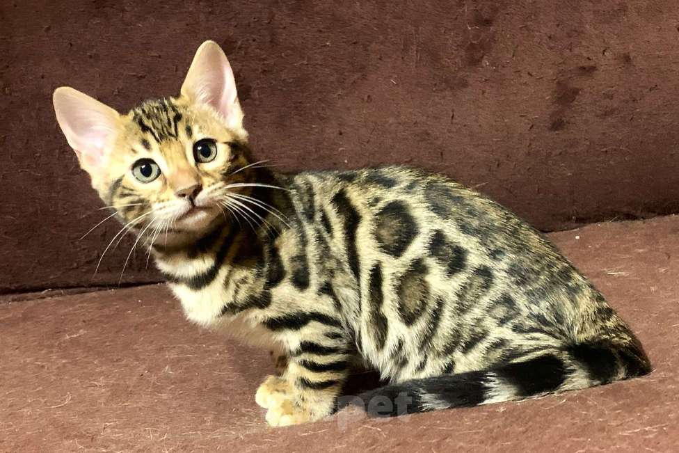 Кошки в Санкт-Петербурге: Бенгальские котята клубные Девочка, 27 000 руб. - фото 6
