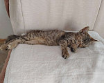 Кошки в Феодосии: Без имени  Девочка, Бесплатно - фото 4