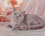 Кошки в Санкт-Петербурге: Британская милашка - сладкая мордашка Девочка, 50 000 руб. - фото 2