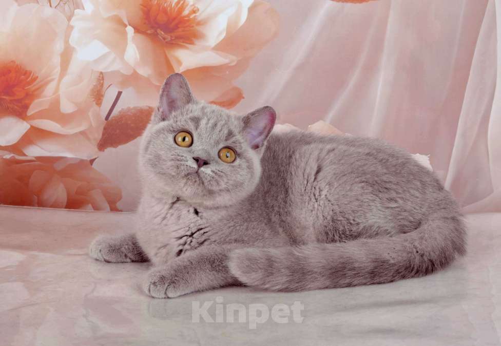 Кошки в Санкт-Петербурге: Британская милашка - сладкая мордашка Девочка, 50 000 руб. - фото 2