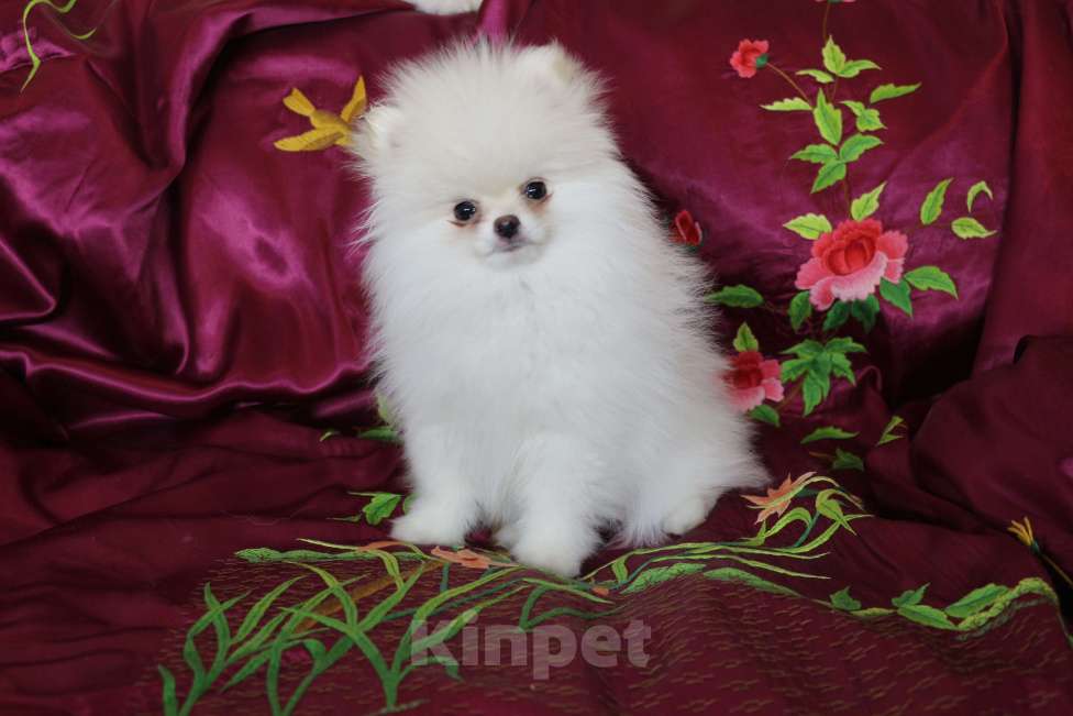 Собаки в Железногорске: Белоснежная миниатюрная девочка шпиц. РКФ, метрика, родословная. Девочка, 130 000 руб. - фото 1