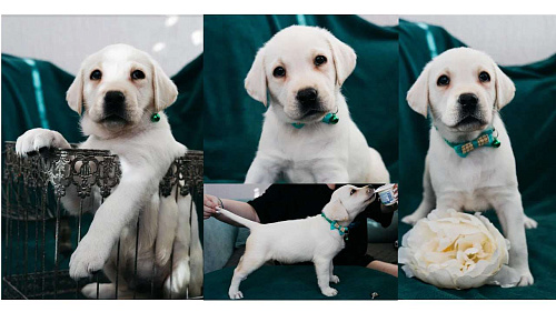 Лабрадор-ретривер, щенок