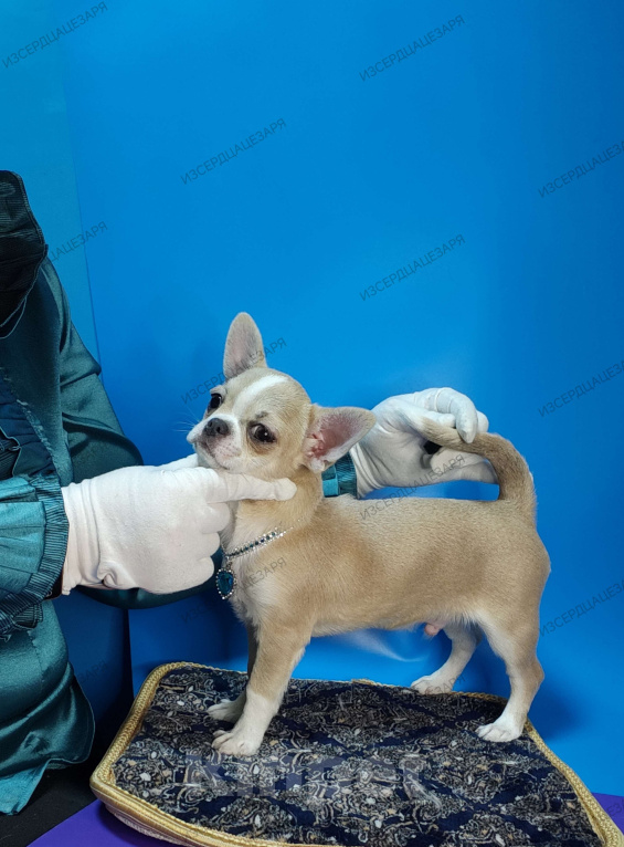 Собаки в Москве: Мальчик с голубеньким носиком Мальчик, 20 000 руб. - фото 5