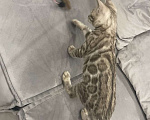 Кошки в Нижнем Новгороде: Бенгальский  снежный котенок Мальчик, 35 000 руб. - фото 4