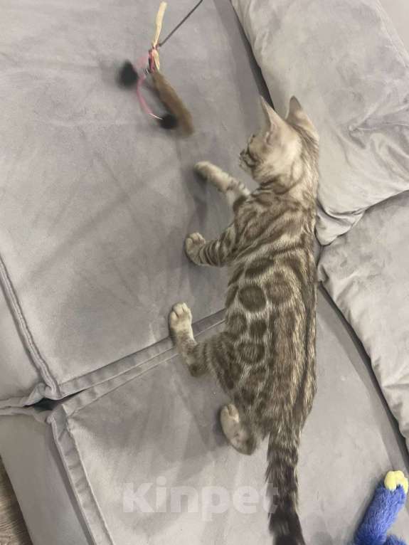 Кошки в Нижнем Новгороде: Бенгальский  снежный котенок Мальчик, 35 000 руб. - фото 4
