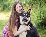 Собаки в Солнечногорске: Супер-пёс в поисках семьи! Мальчик, Бесплатно - фото 4