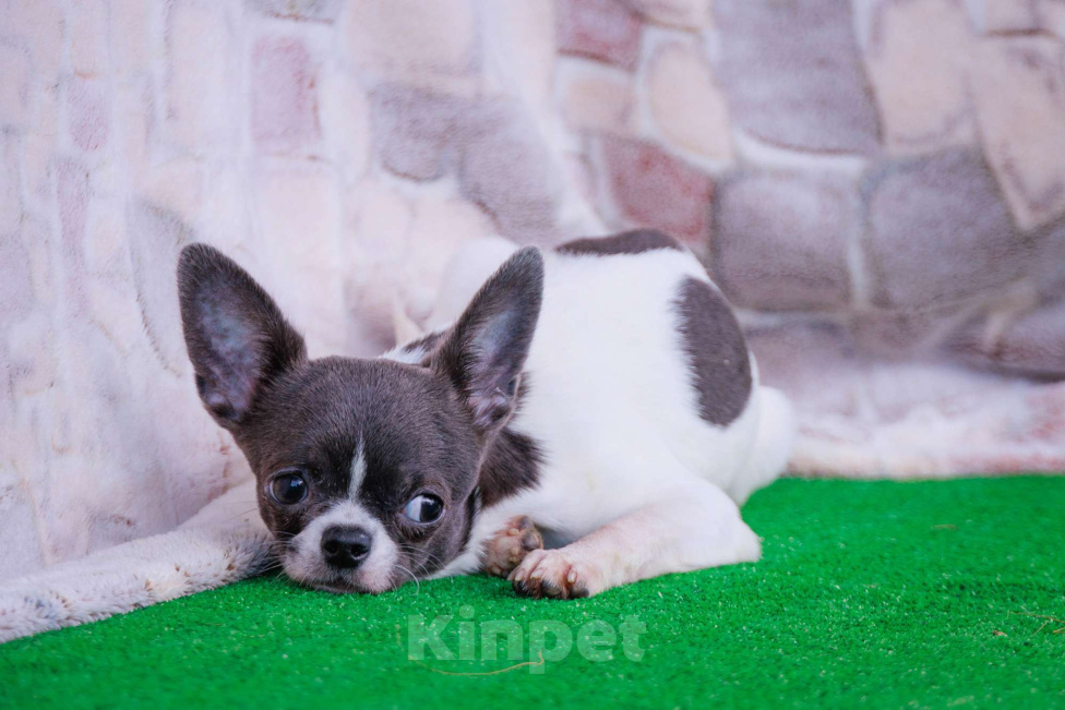 Собаки в Москве: Девочка в горошек Девочка, 35 000 руб. - фото 5