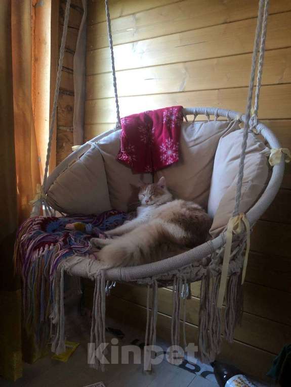 Кошки в Нижнем Новгороде: Рыжий котик в добрые руки  Мальчик, Бесплатно - фото 2