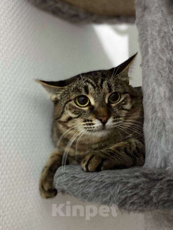 Кошки в Балашихе: Долорес Девочка, Бесплатно - фото 3