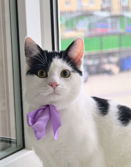 Котик Федя ищет семью!