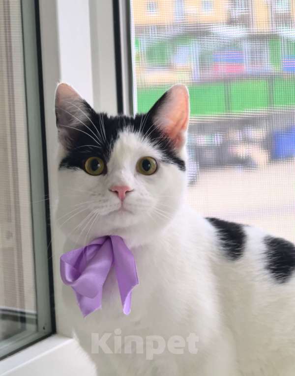 Кошки в Москве: Котёнок Смурфик ищет семью! Мальчик, Бесплатно - фото 6