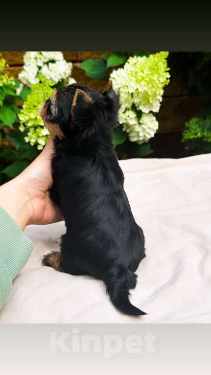 Собаки в Москве: Девочка мелкий стандарт  Девочка, 65 000 руб. - фото 4