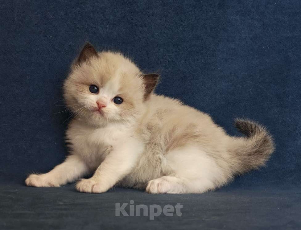 Кошки в Санкт-Петербурге: Шикарный мальчик рэгдолл Мальчик, 80 000 руб. - фото 3