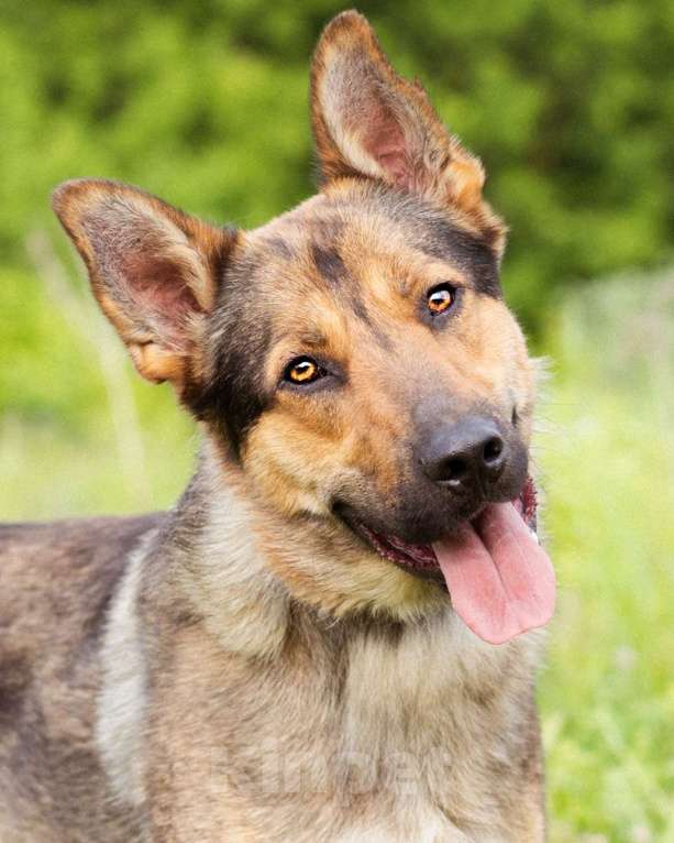 Собаки в Москве: Гоша, метис овчарки, молодой контактный мальчик Мальчик, Бесплатно - фото 2