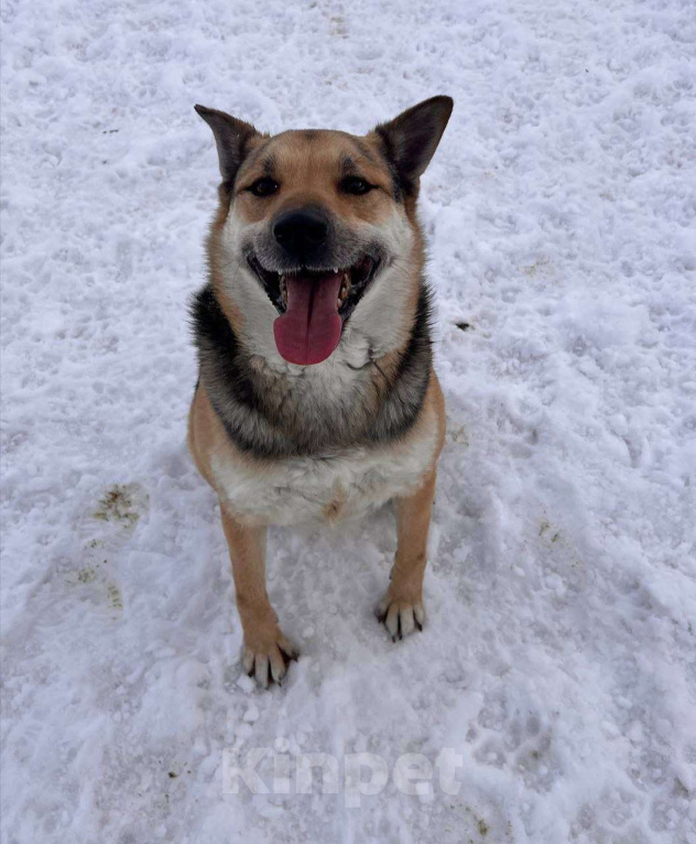 Собаки в Москве: Интеллектуал красавчик  Мальчик, Бесплатно - фото 7