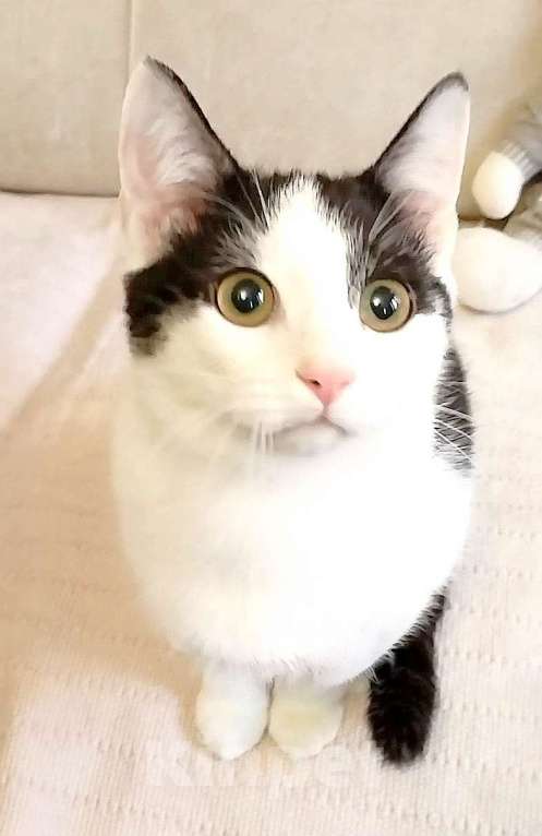 Кошки в Санкт-Петербурге: Компанейская девчушка Лирочка Девочка, Бесплатно - фото 1