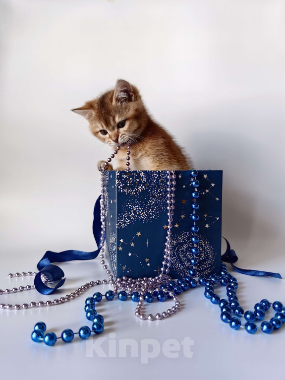 Кошки в Москве: Шотландский котик золотой тикированный  Мальчик, 28 000 руб. - фото 2