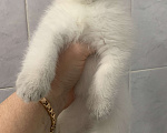 Кошки в Санкт-Петербурге: Бэлла Девочка, 30 000 руб. - фото 2