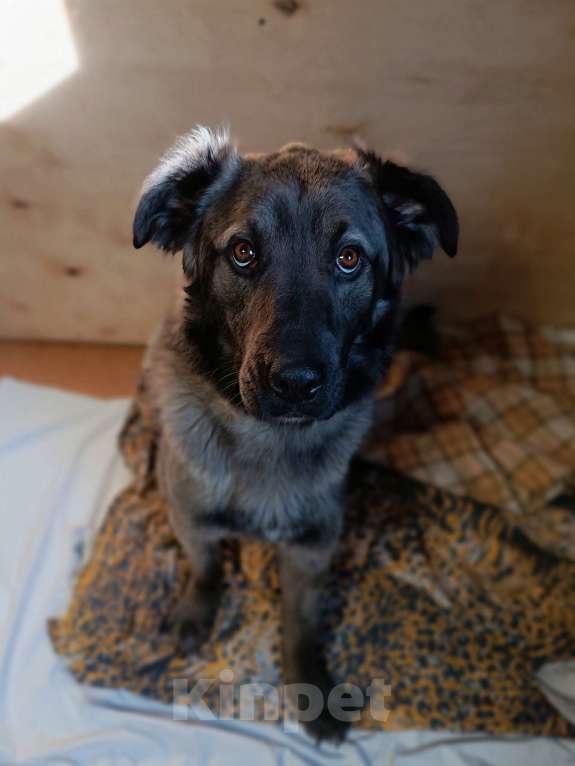 Собаки в Москве: Дисин Мальчик, Бесплатно - фото 7