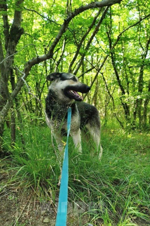 Собаки в Нижнем Новгороде: Девочка бесплатно Девочка, Бесплатно - фото 4