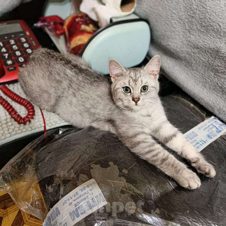 Кошки в Москве: Зеленоглазый ласковый британец, с двумя сердечками, очень ждёт своих родителей🤗 Мальчик, 5 000 руб. - фото 3