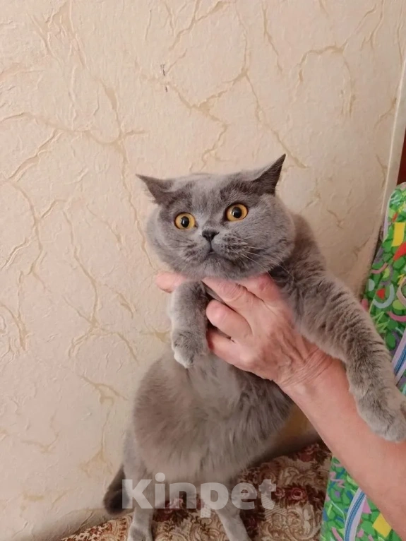 Кошки в Иваново: кошка ищет дом Девочка, Бесплатно - фото 2