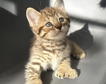 Кошки в Новосибирске: Пиксибоб девочка поли лапы короткий хвост КШ Девочка, 100 000 руб. - фото 7