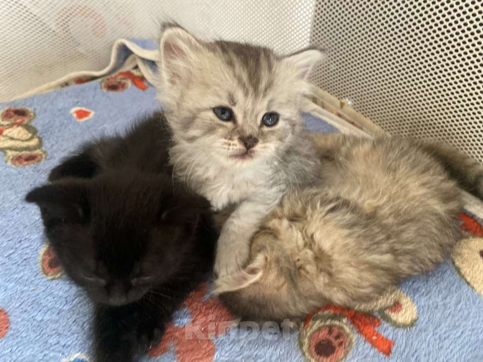 Кошки в Краснодаре: Шотландские малыши  Мальчик, 10 000 руб. - фото 4