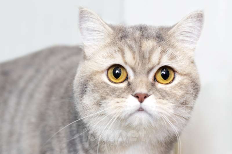 Кошки в Москве: Британская ласковая умница Бриджит в дар Девочка, 1 руб. - фото 2