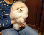 Собаки в Москве: Померанский карликовый шпиц кремового окраса Мальчик, 35 000 руб. - фото 1