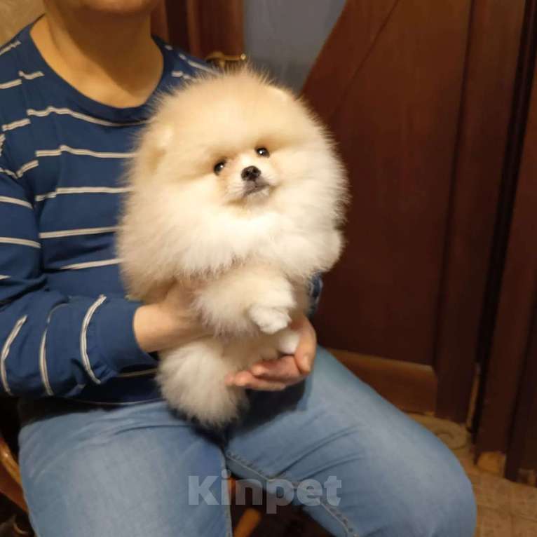 Собаки в Москве: Померанский карликовый шпиц кремового окраса Мальчик, 35 000 руб. - фото 1