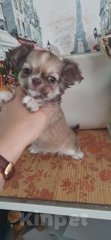 Собаки в Москве: Оыженький мальчик чихуахуа Мальчик, 25 000 руб. - фото 5