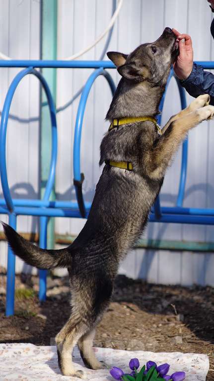 Собаки в Ногинске: Щенок ищет дом Мальчик, Бесплатно - фото 7