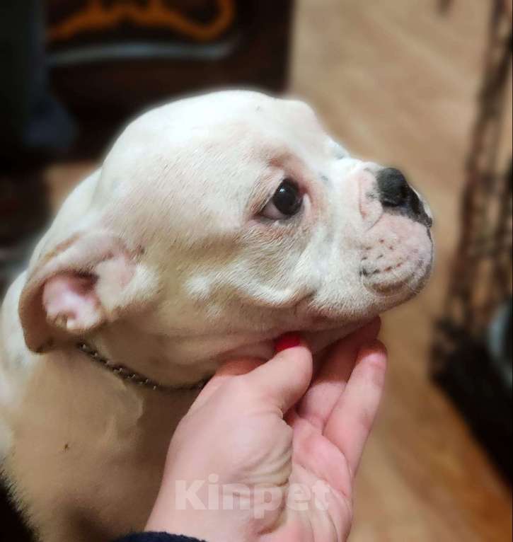 Собаки в Невинномысске: Щенкок Американский булли Девочка, 40 000 руб. - фото 2