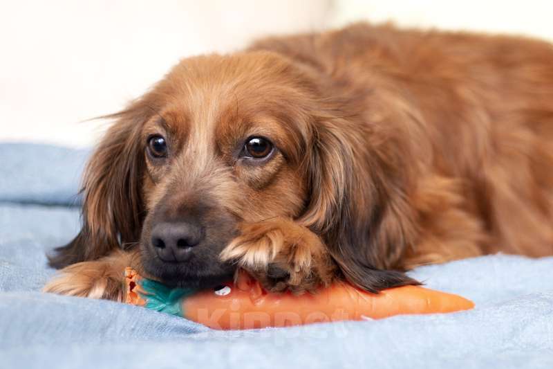 Собаки в Москве: Молодая спаниелька Лиля в дар Девочка, 1 руб. - фото 7