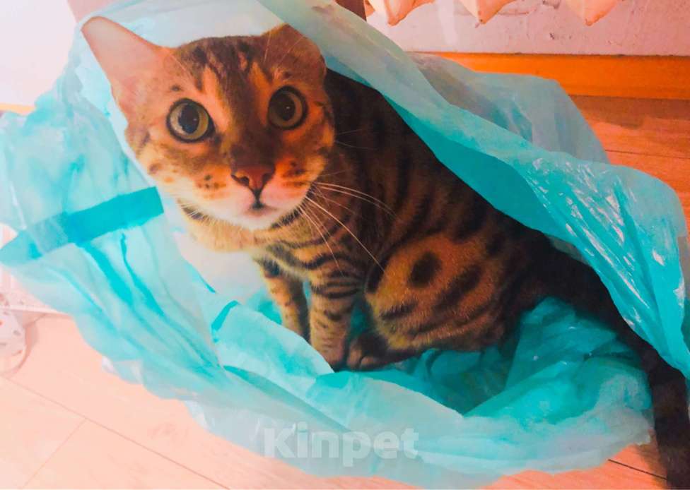 Кошки в Тюмени: Потерялась кошка в районе Дома Обороны(школа N22) Девочка, 1 руб. - фото 2