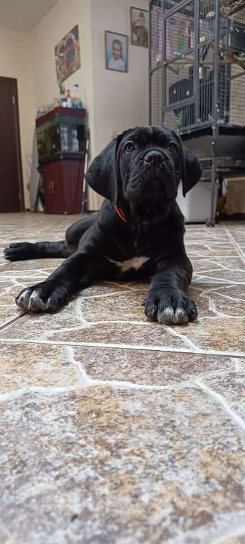 Собаки в других городах Московской области: Щенки Кане Корсо Девочка, 140 000 руб. - фото 5