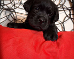 Собаки в Балашихе: Щенки лабрадора Мальчик, 100 000 руб. - фото 3