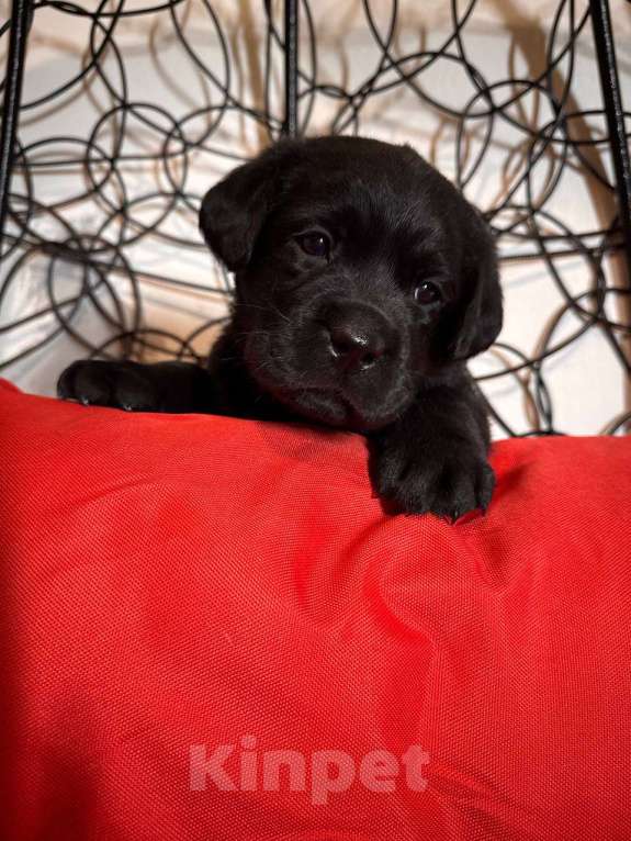 Собаки в Балашихе: Щенки лабрадора Мальчик, 100 000 руб. - фото 3